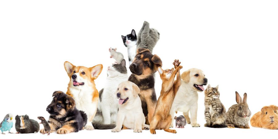 PROJETO PROÍBE PENHORA DE ANIMAIS DOMÉSTICOS